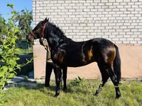 Aygʻir, Swedish warmblood horse — 5-rasm