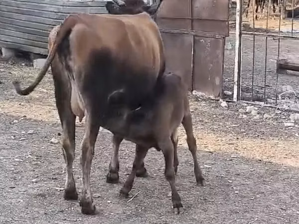 Cămilă femelă, Cămile