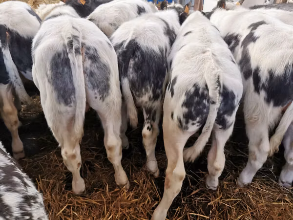 Qoramol (partiya, jinsi ko‘rsatilmagan), Russian Black pied cattle
