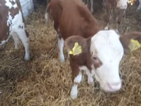 أبقار (دفعة، الجنس غير محدد), Simmental cattle — الصورة 7