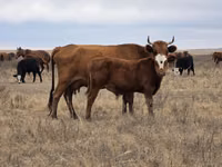 Bou, Vaca kazahă cu cap alb — foto 2