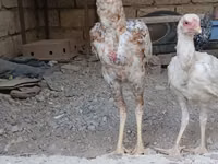 أستراليان بيت غيم فاول — الصورة 3