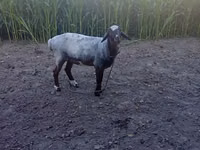 Widder, Blackheaded Persian sheep — Foto 2