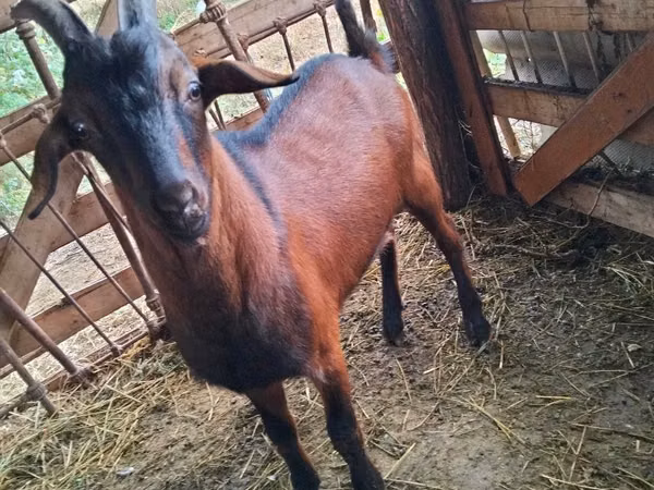 Cabro, Nubian Goat