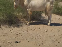 Cabro, Cabras — foto 1
