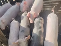 Porci (lot, sex nespecificat), Porci — foto 1