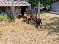 Berbec, Cameroon sheep — foto 4