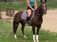 Iapă, Quarter Horse — foto 4