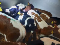 Taureau, Simmental cattle — photo 2