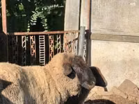 Qoyunlar (partiya, cinsi göstərilməyib), Cameroon sheep — foto 2