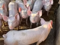 母猪, Pigs — 照片 3