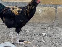 أميروكانا — الصورة 2