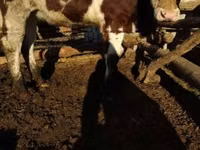 Cow, Simmental cattle — photo 3