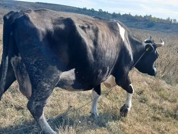 بقرة, Russian Black pied cattle — مولدوفا