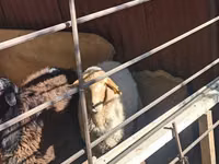 Oveja, Ovejas — foto 1