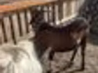 Țap, Nubian Goat — foto 3
