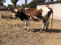 Kuh, Simmental cattle — Foto 1