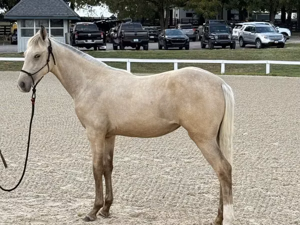 Toychoq, Rocky Mountain Horse