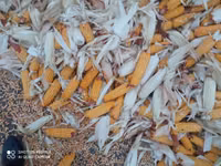 Продаю кукуруза 🌽 Пионер сухой, 1кг 13сом адрес КАРА Балта — сүрөт 1