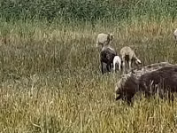 Brebis, Romanov sheep — photo 2