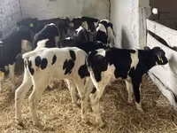 ثور, Russian Black pied cattle — الصورة 2