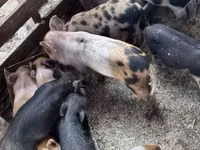 Säue, Schweine — Foto 5