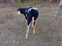 Vacă, Bovine — foto 5