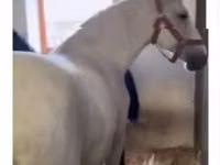 Iapă, Lipizzaner — foto 4