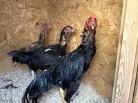 Chickens — foto 3