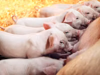 Premixuri pentru animale şi păsări — photo 4