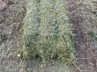 Продам тюки люцерны — الصورة 2