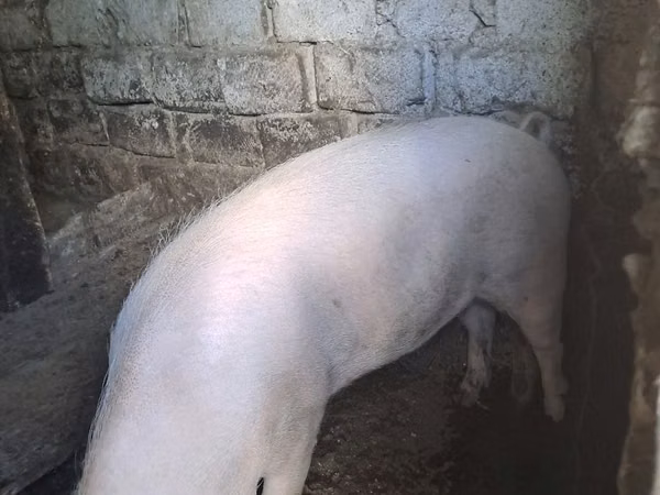Scroafă, Porci — Republica Moldova