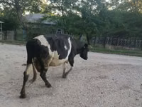Sigir, Swiss cattle — 1-rasm