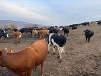 Bou, Russian Black pied cattle — foto 1