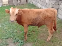 Bou, Simmental cattle — foto 2