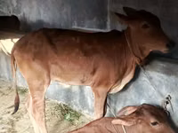 गाय, ब्राह्मण — फ़ोटो 3
