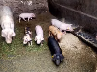 Eber, Schweine — Foto 2
