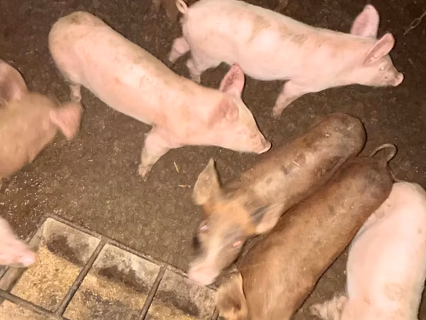 Scroafă, Porci — Republica Moldova