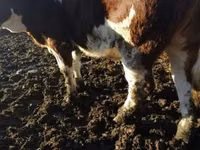 Cow, Simmental cattle — photo 2