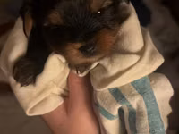 Cins: Yorkshire Terrier (yorki) balası Rəng: Qara‑tünd qəhvəyi (tan — сүрөт 5