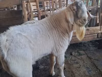 Boucs, Beetal goats — photo 3