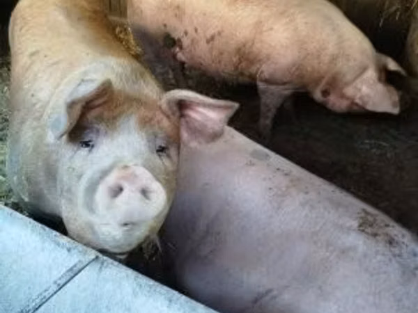 Scroafă, Porci
