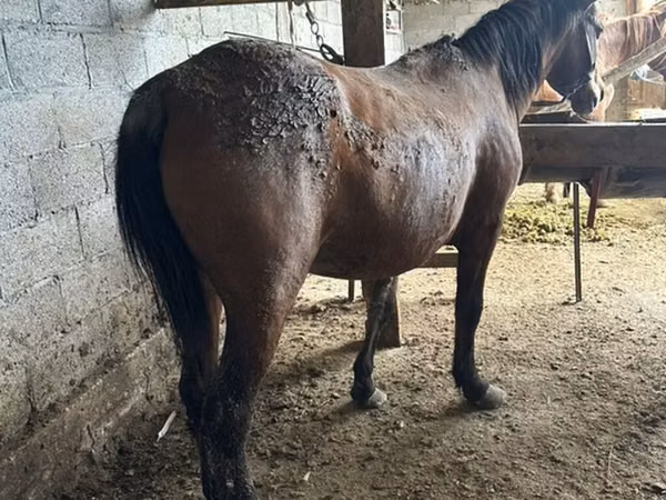 Iapă, Cai
