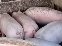 Scroafă, Porci — foto 4