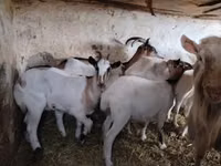 Goat, Goats — photo 1