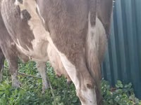 İnək, Simmental cattle — foto 2