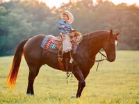 At, Quarter Horse — foto 7