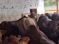 Toro, Simmental cattle — foto 6