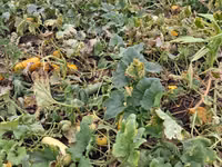Продаю тыкву для животных — photo 2