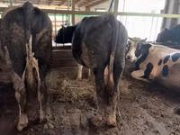 Toro, Simmental cattle — foto 3